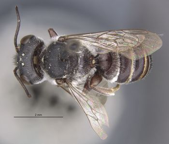 Media type: image;   Entomology 15720 Aspect: habitus dorsal view